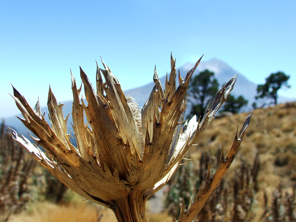 Imagen Creative Commons de Erwin Morales en FlickR